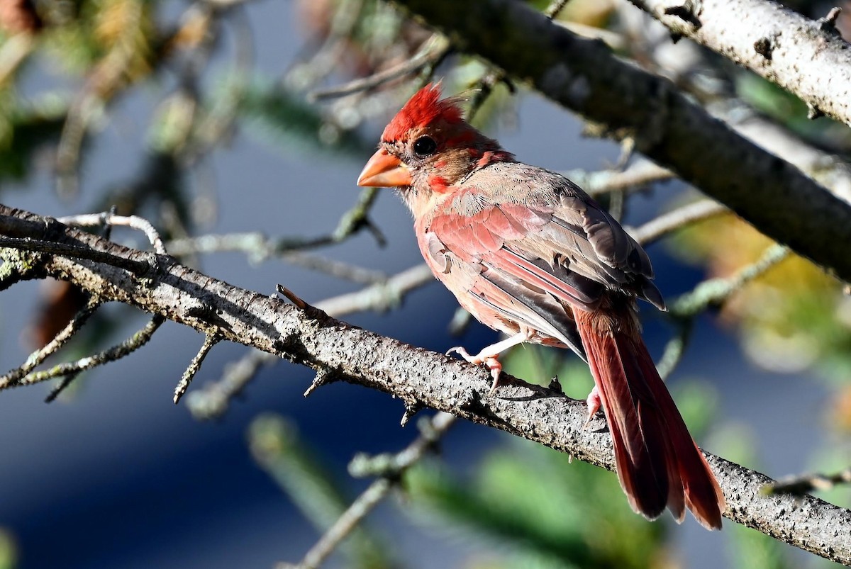 Northern Cardinal - Douglas Cioffi