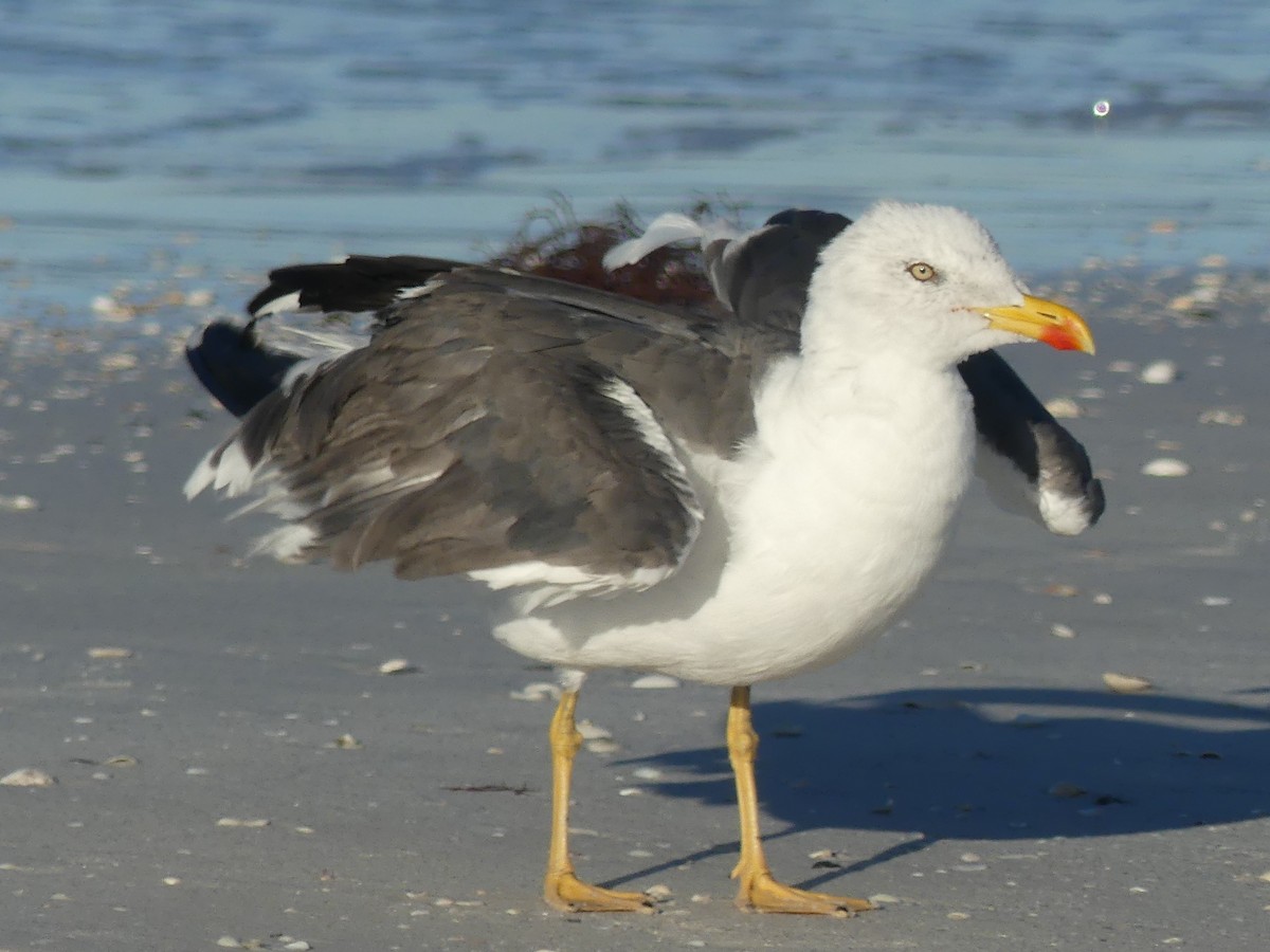 Lesser Black-backed Gull - ML610136229