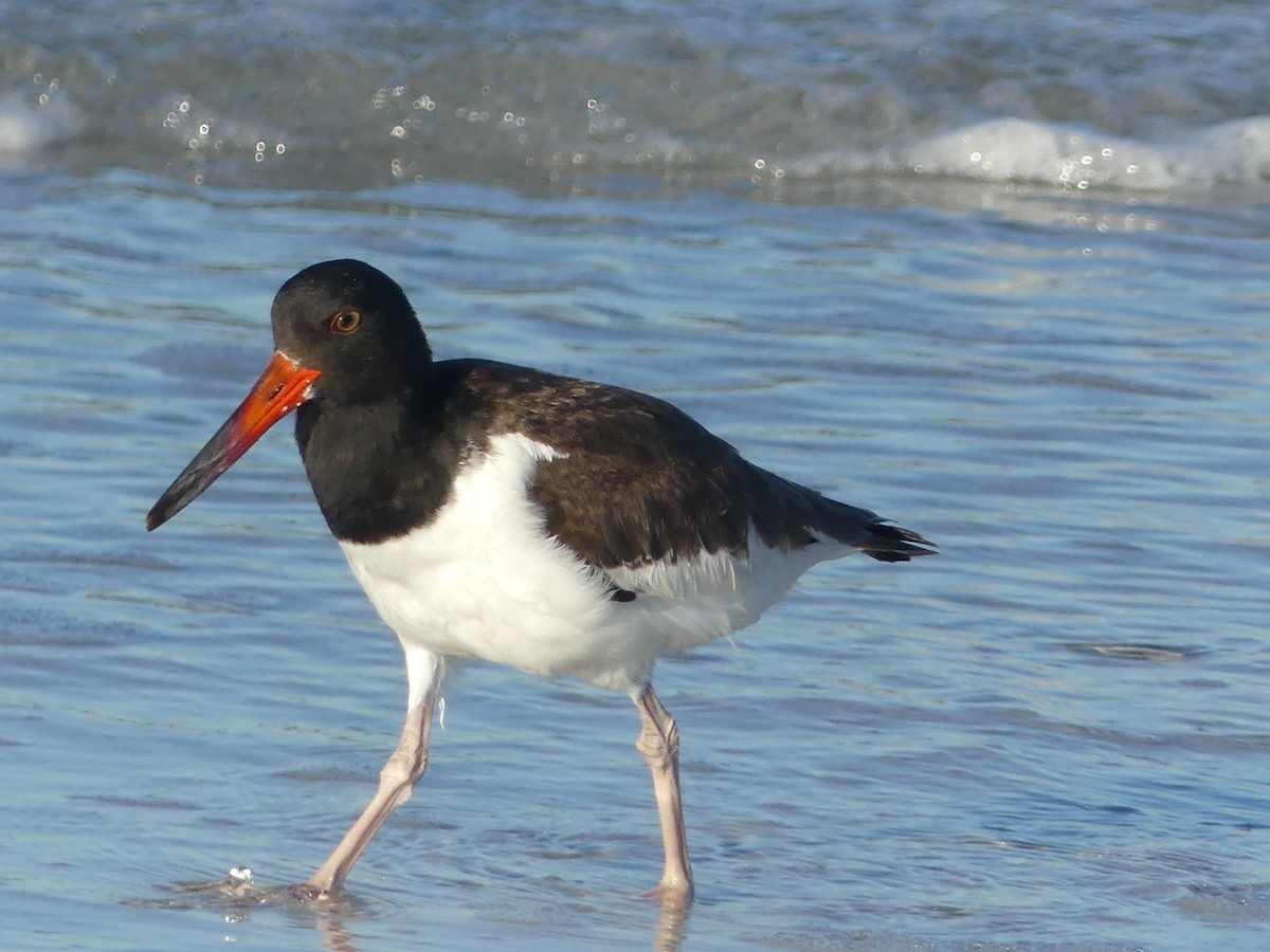 American Oystercatcher - ML610136233