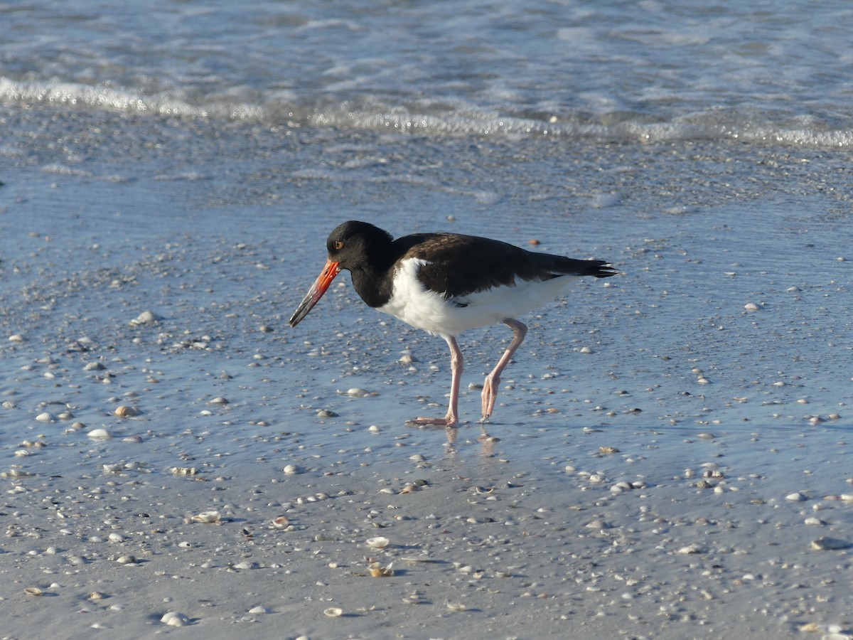 American Oystercatcher - ML610136236