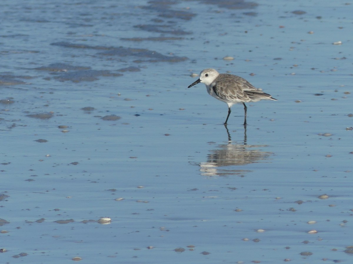 Sanderling - Cindy Olson