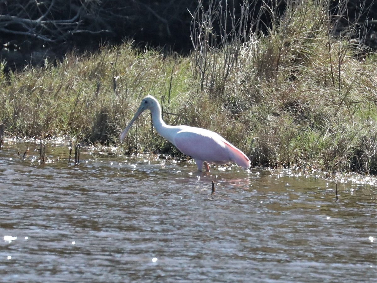 Roseate Spoonbill - ML610136253