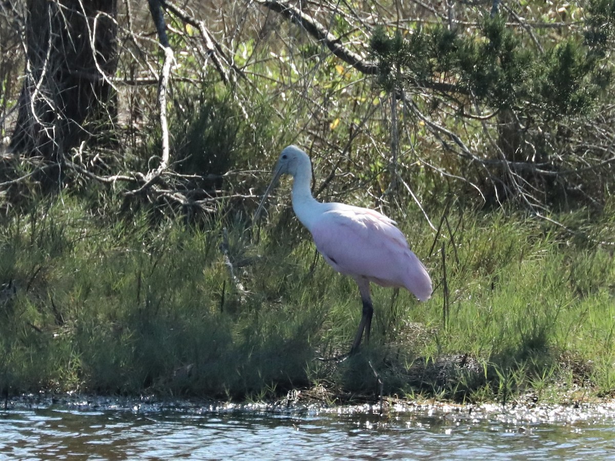 Roseate Spoonbill - ML610136254