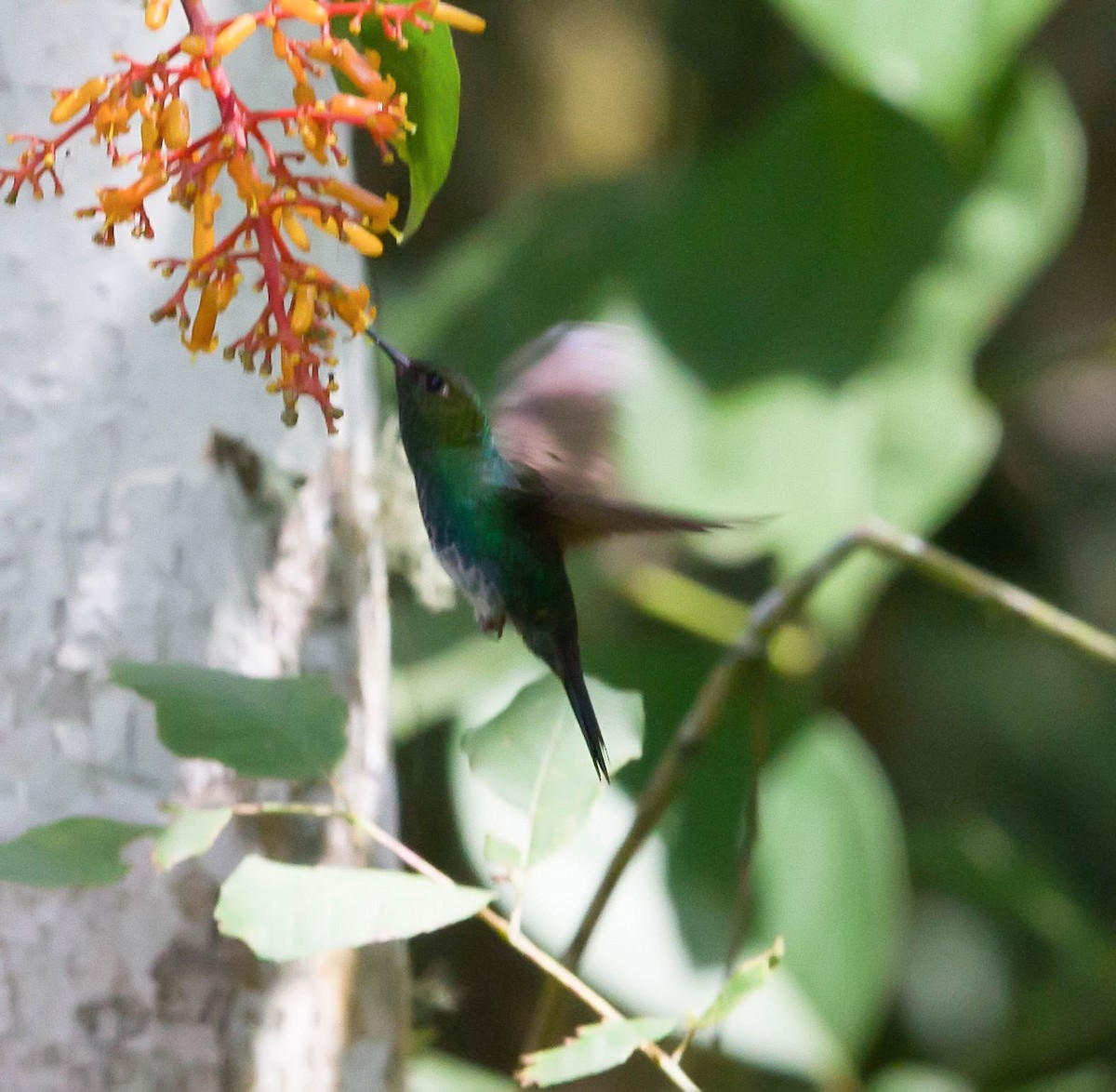 Greenish Puffleg - ML610136255