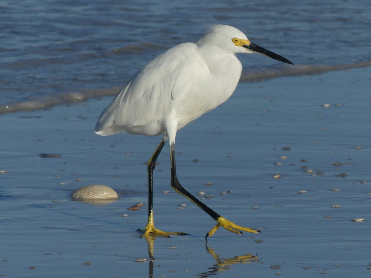 Snowy Egret - ML610136260