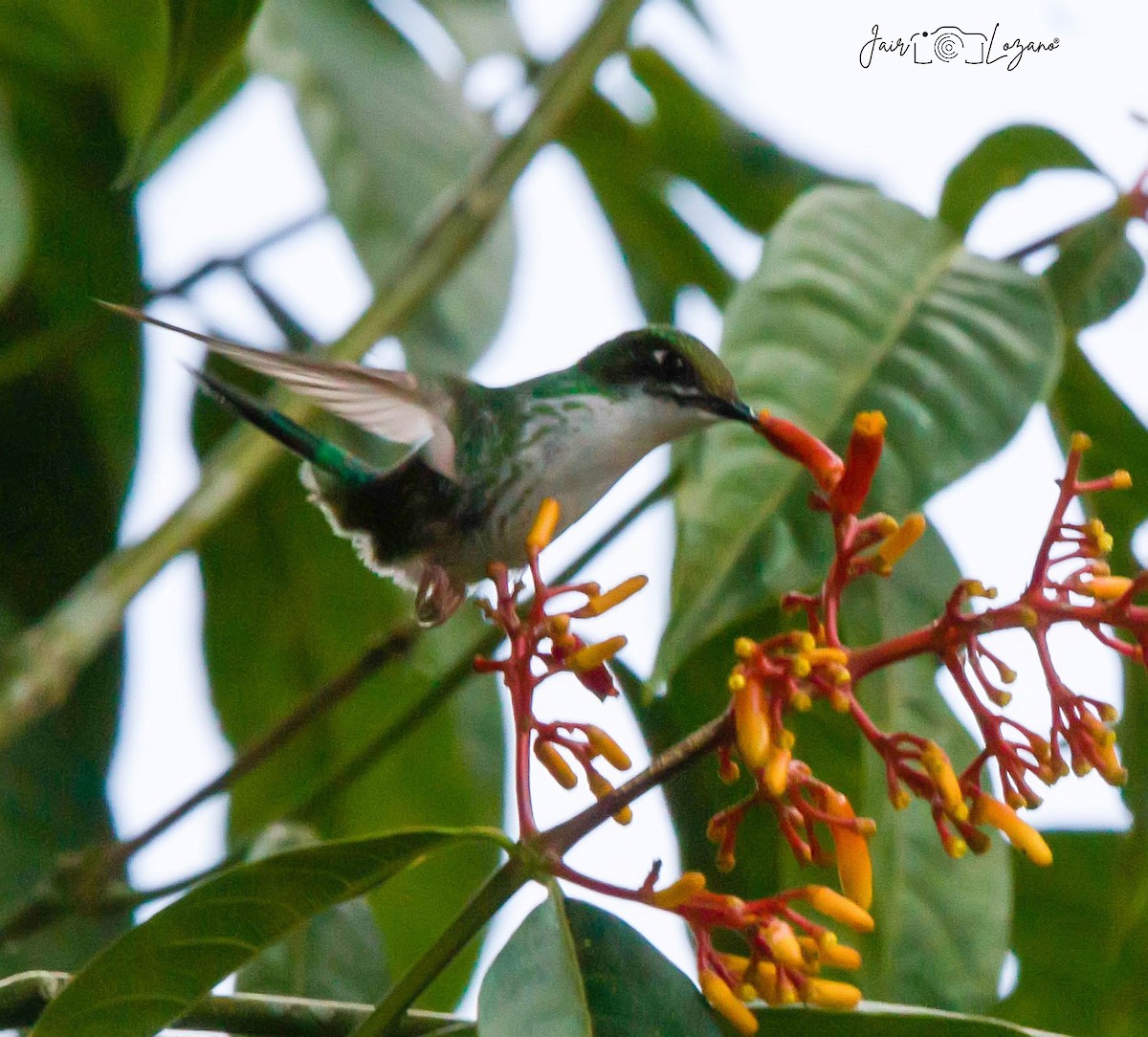 White-booted Racket-tail - ML610136262