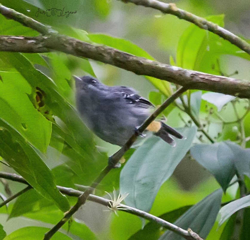 Parker's Antbird - ML610136331