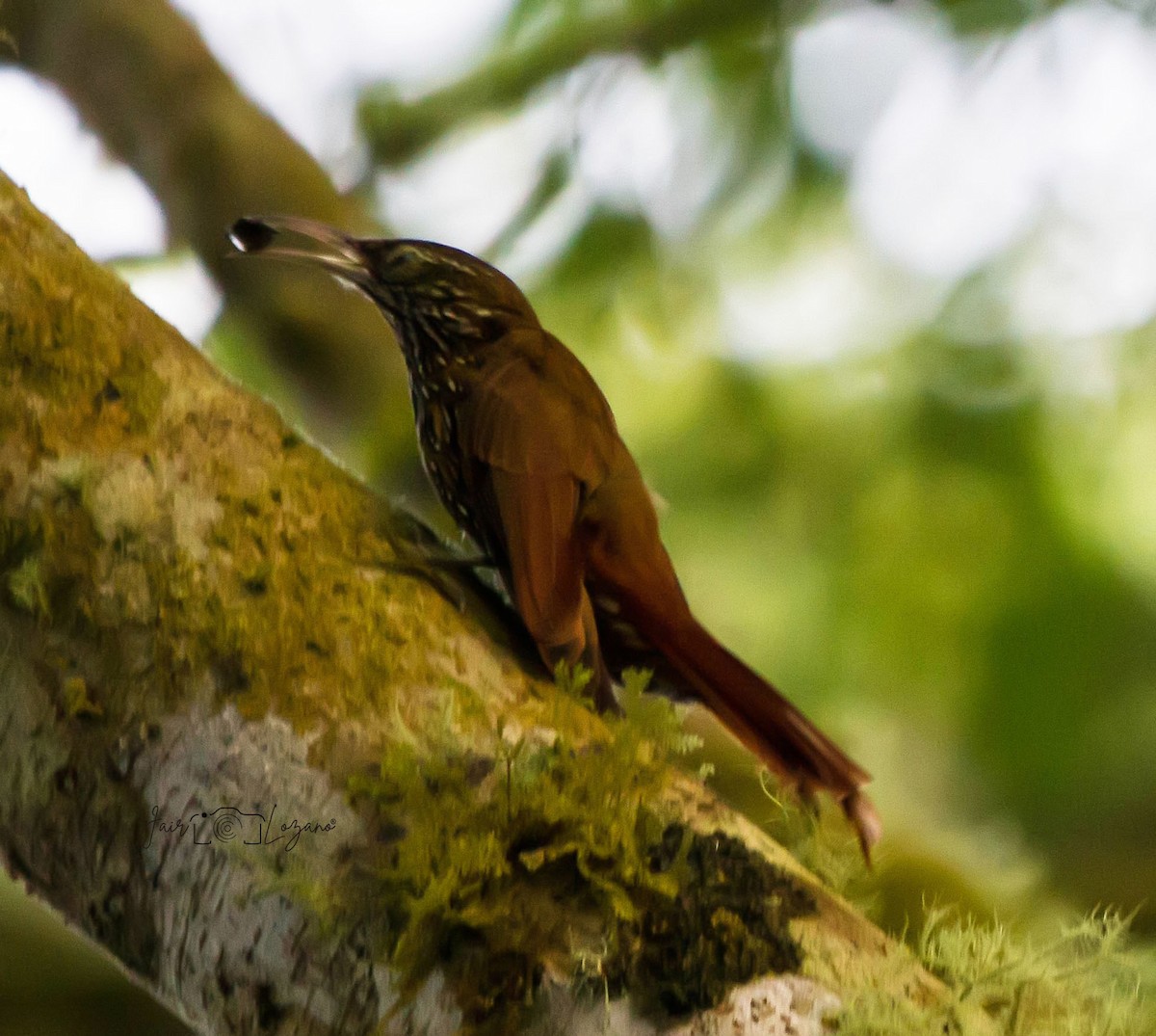 Streak-headed Woodcreeper - ML610136334