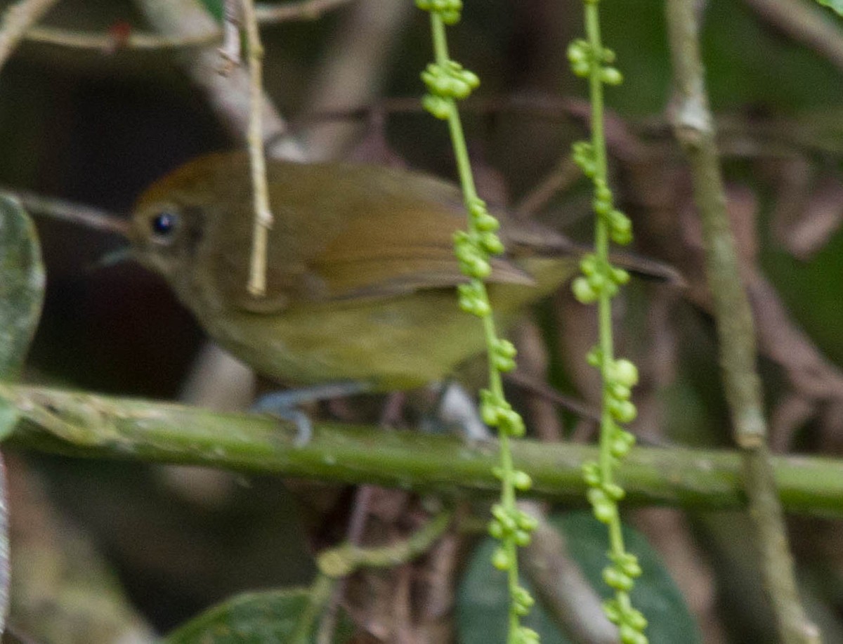 Pale-breasted Spinetail - ML610136339