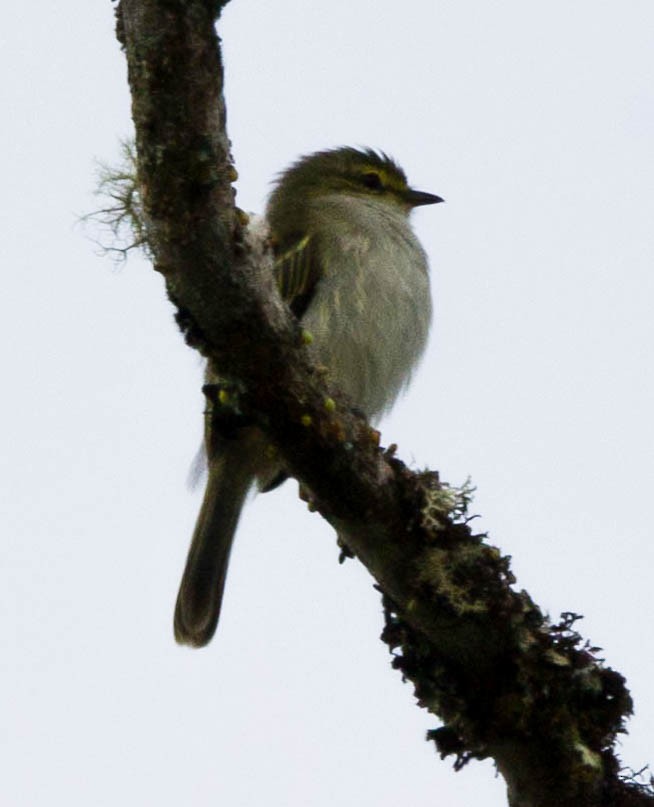 Golden-faced Tyrannulet - ML610136348