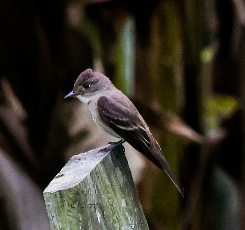 Eastern Wood-Pewee - ML610136362