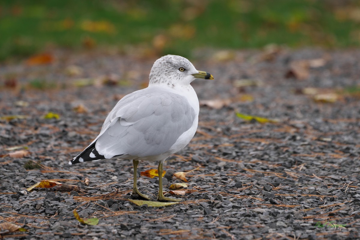 Ring-billed Gull - ML610136371