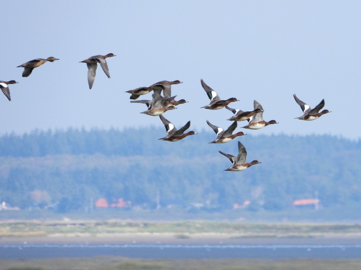 Eurasian Wigeon - ML610136388