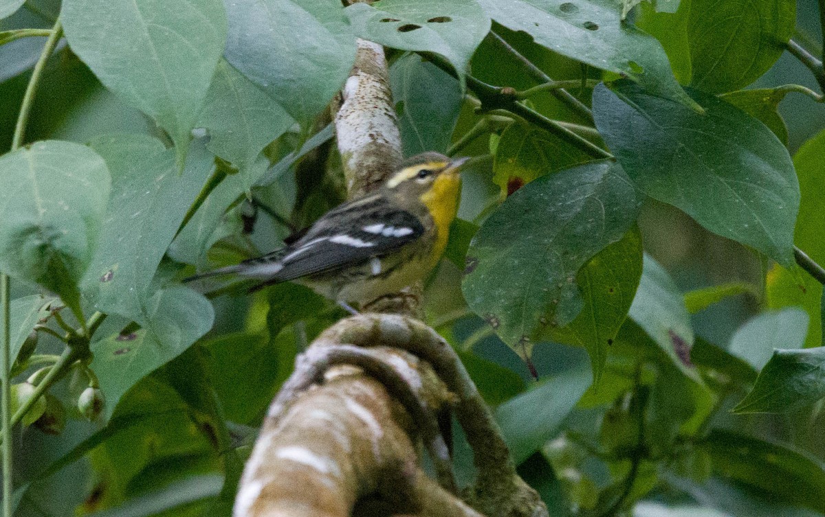 Blackburnian Warbler - ML610136426