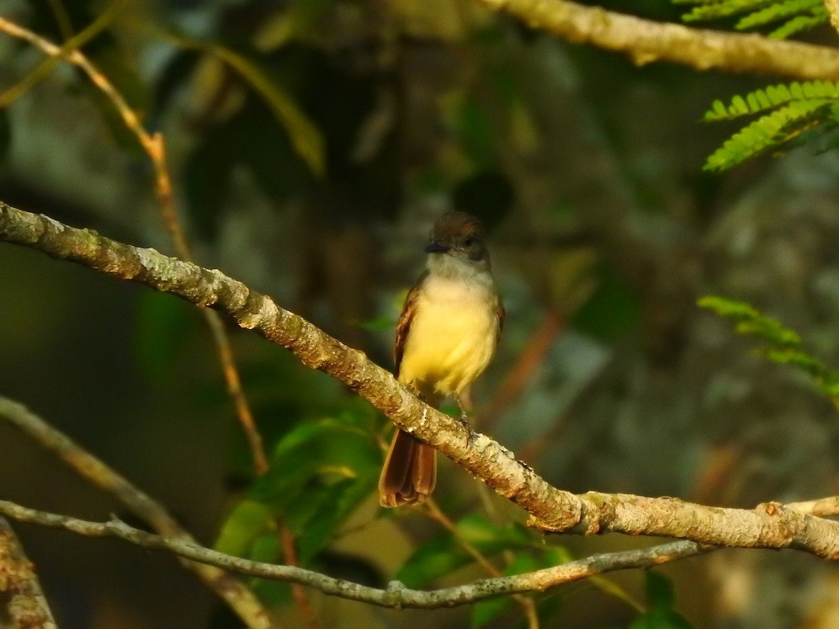 Short-crested Flycatcher - ML610136453