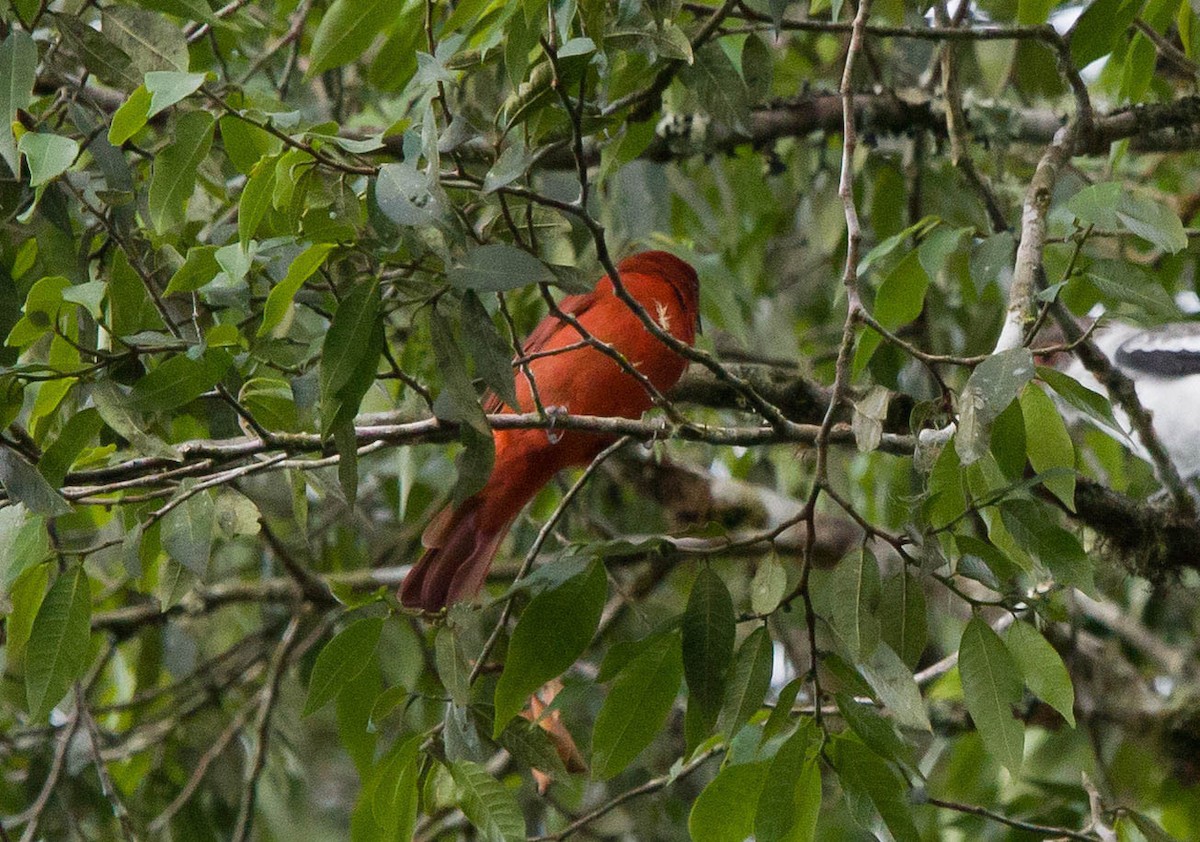 Hepatic Tanager - ML610136459