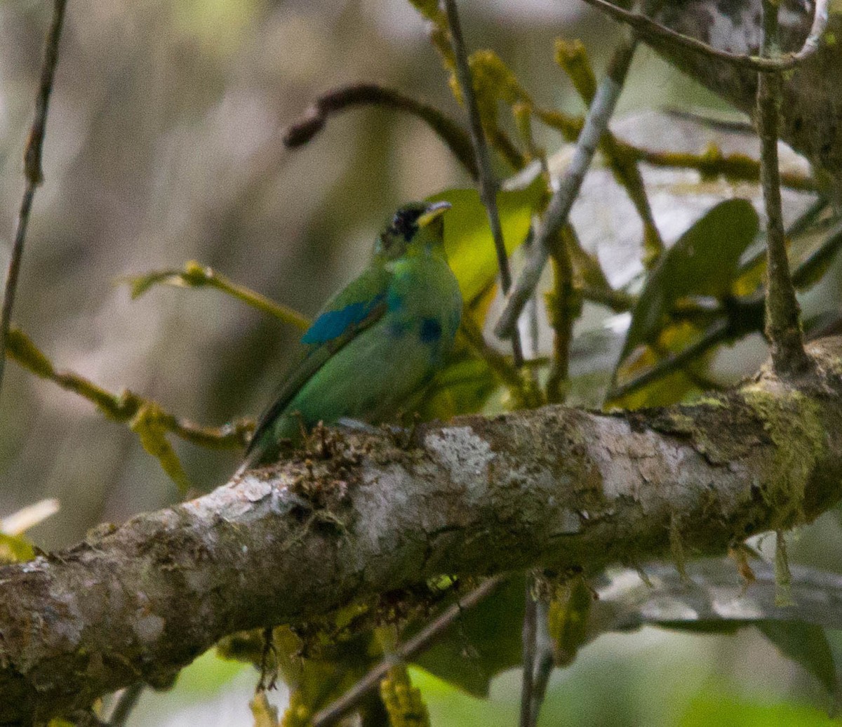 Green Honeycreeper - ML610136492