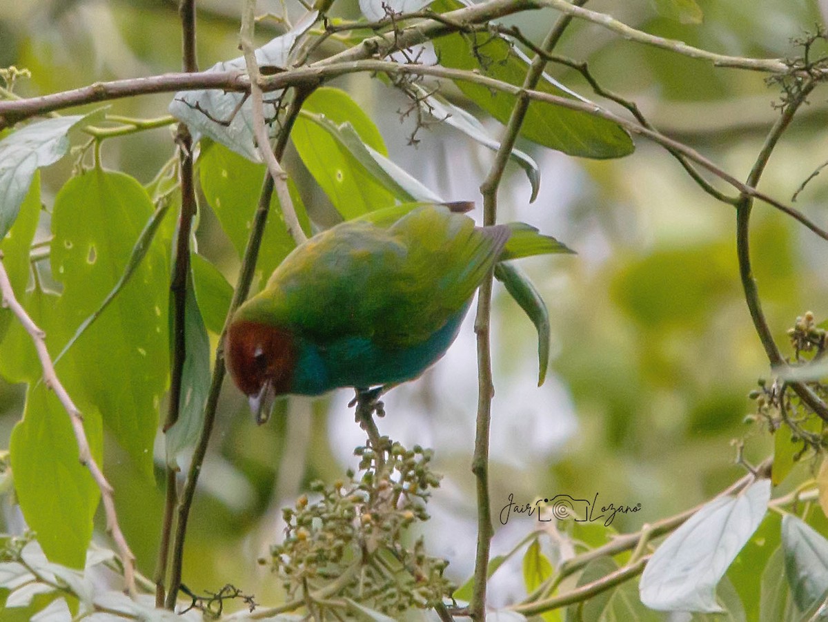 Bay-headed Tanager - ML610136505