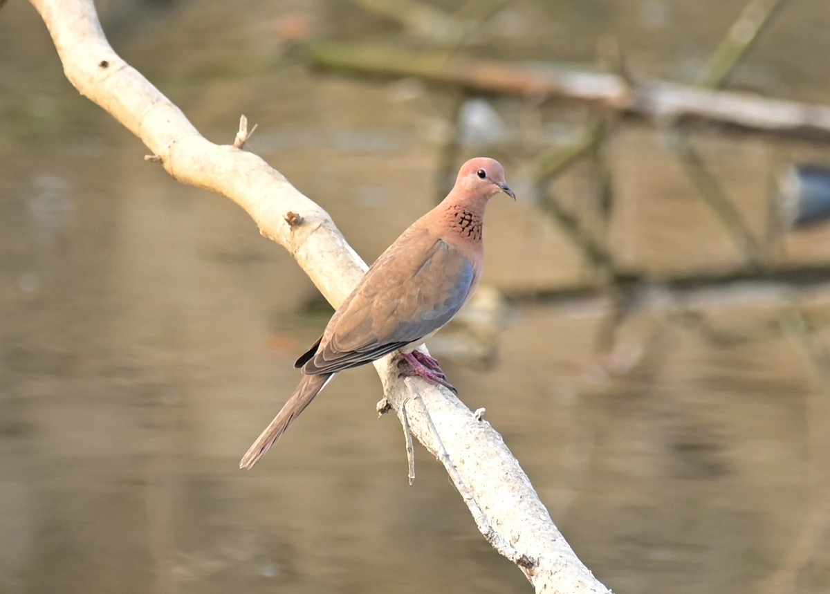 Laughing Dove - ML610136514