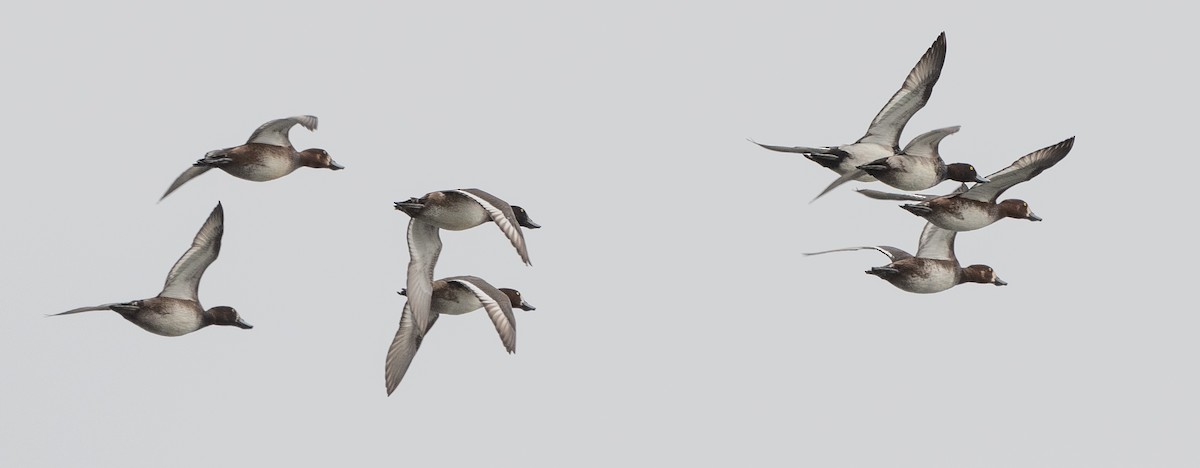 Greater Scaup - ML610136553