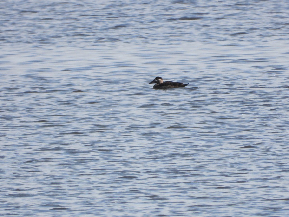 Surf Scoter - Marc Belliard