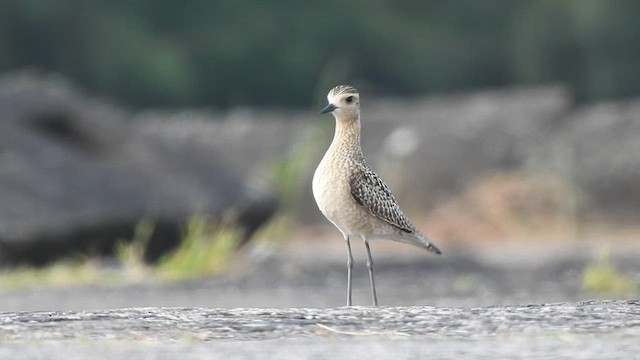 Chorlito dorado europeo/americano/siberiano - ML610136683