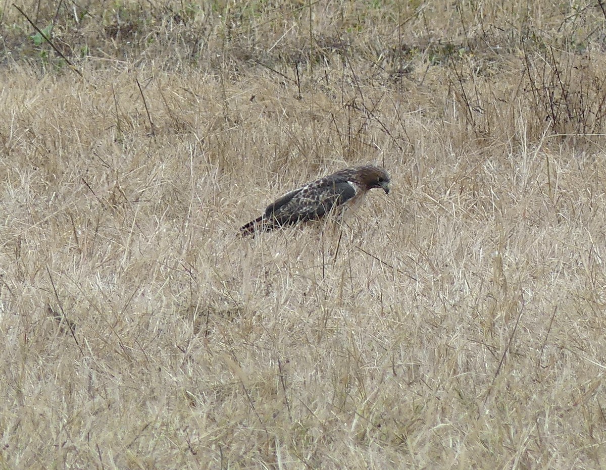 Red-tailed Hawk - ML610136701