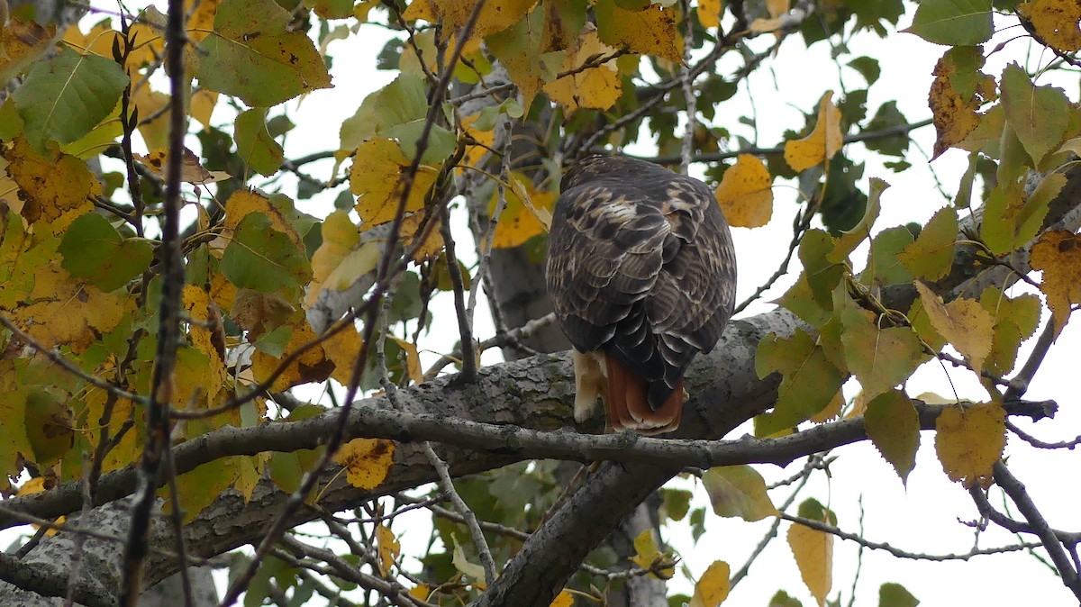 Red-tailed Hawk - Leslie Sours