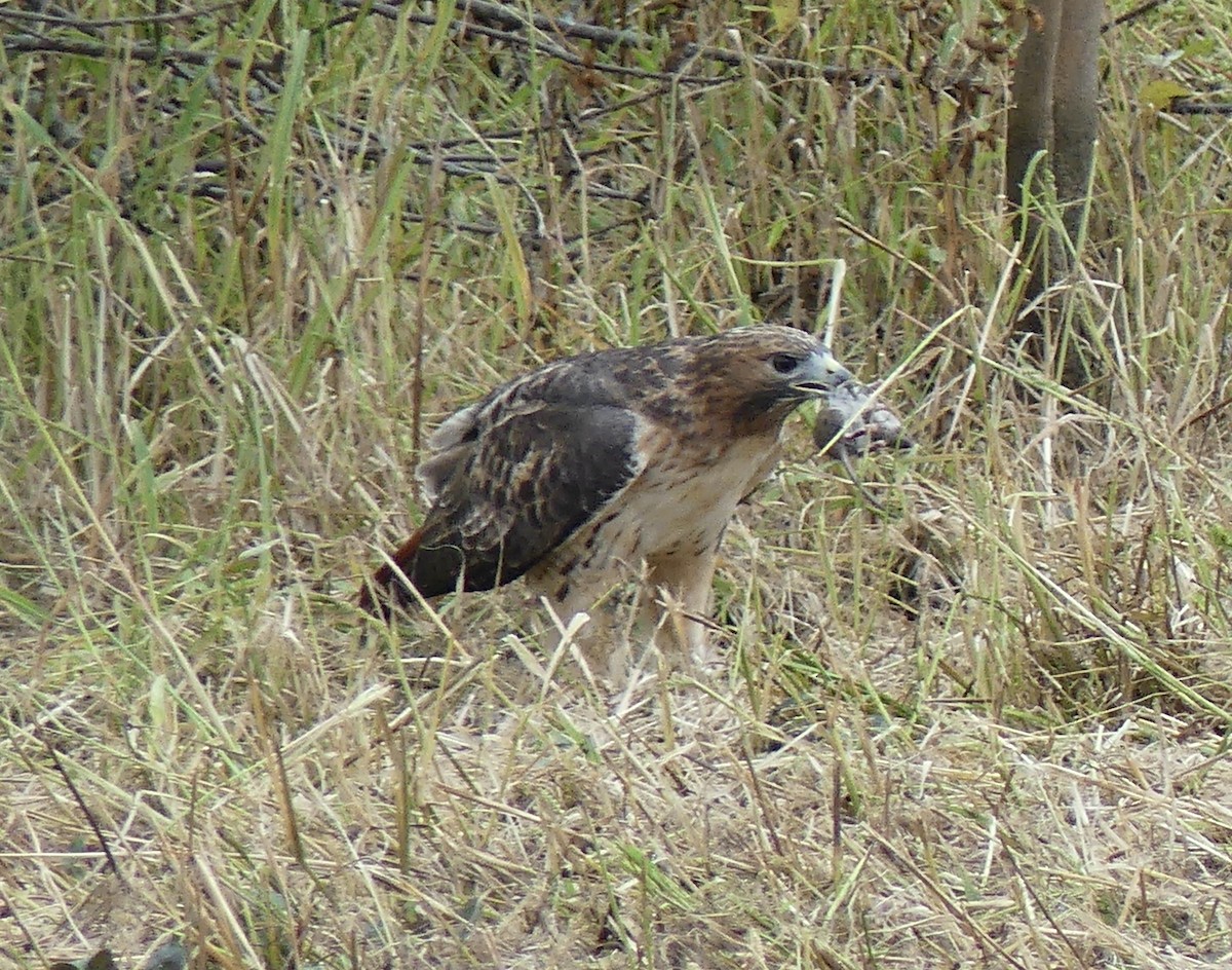 Red-tailed Hawk - ML610136753