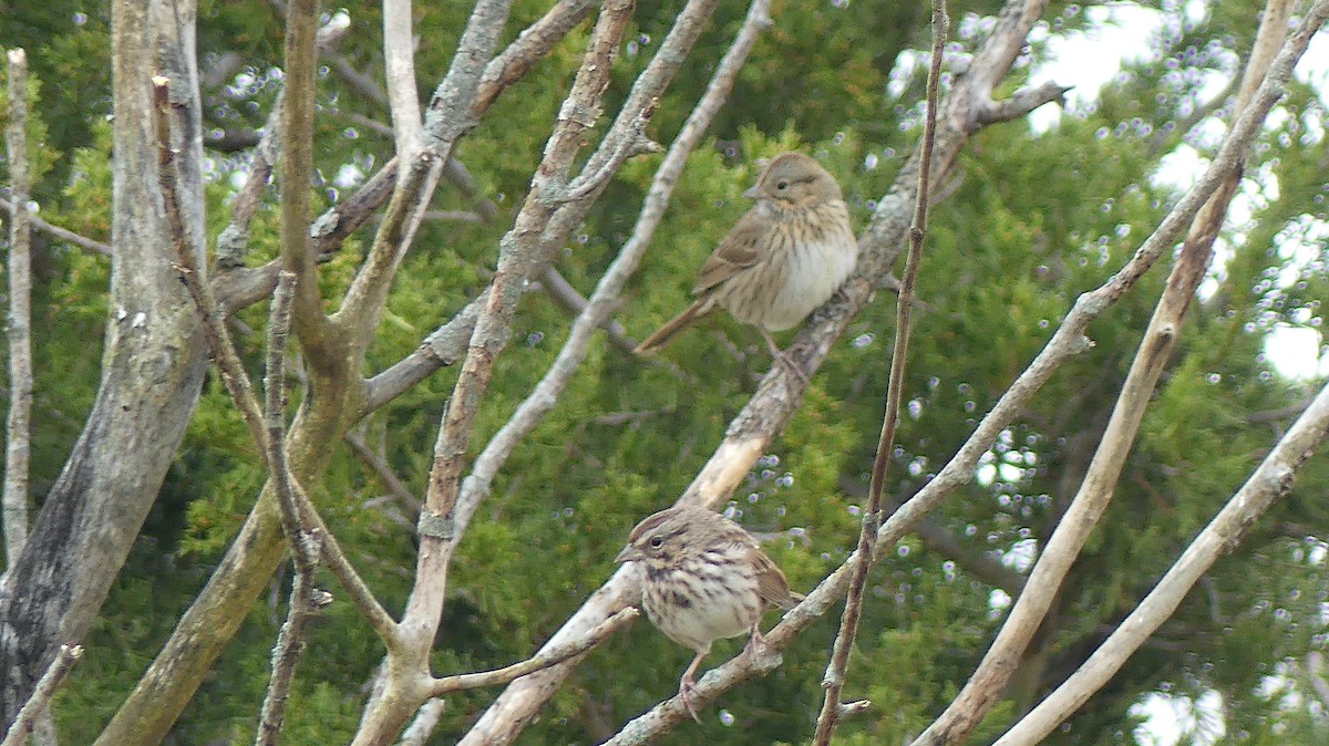 Lincoln's Sparrow - Leslie Sours