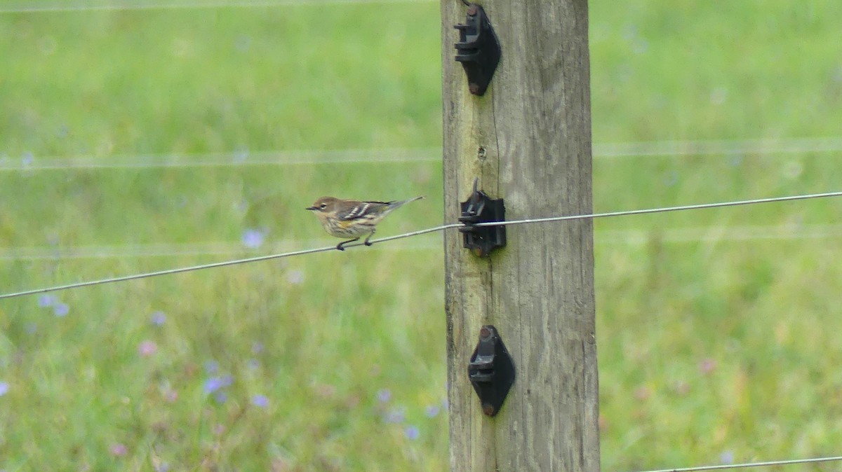 Yellow-rumped Warbler - Leslie Sours