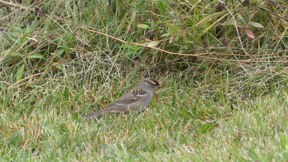 White-crowned Sparrow - Leslie Sours