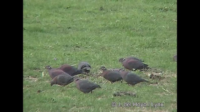 Chilean Pigeon - ML610136839