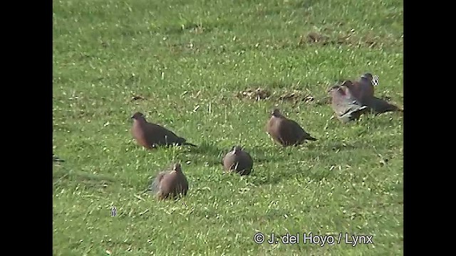 Chilean Pigeon - ML610136840