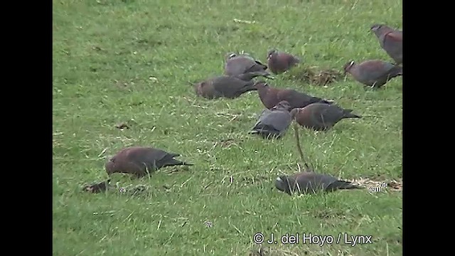 Chilean Pigeon - ML610136841