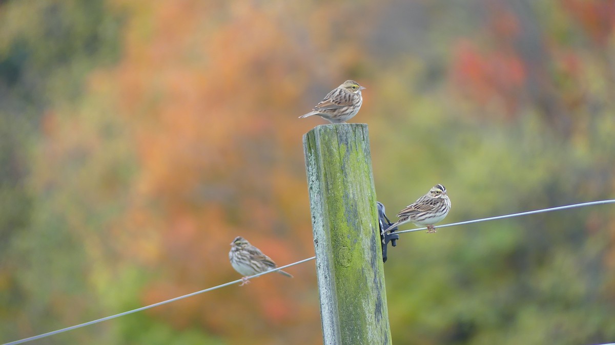 Savannah Sparrow - Leslie Sours