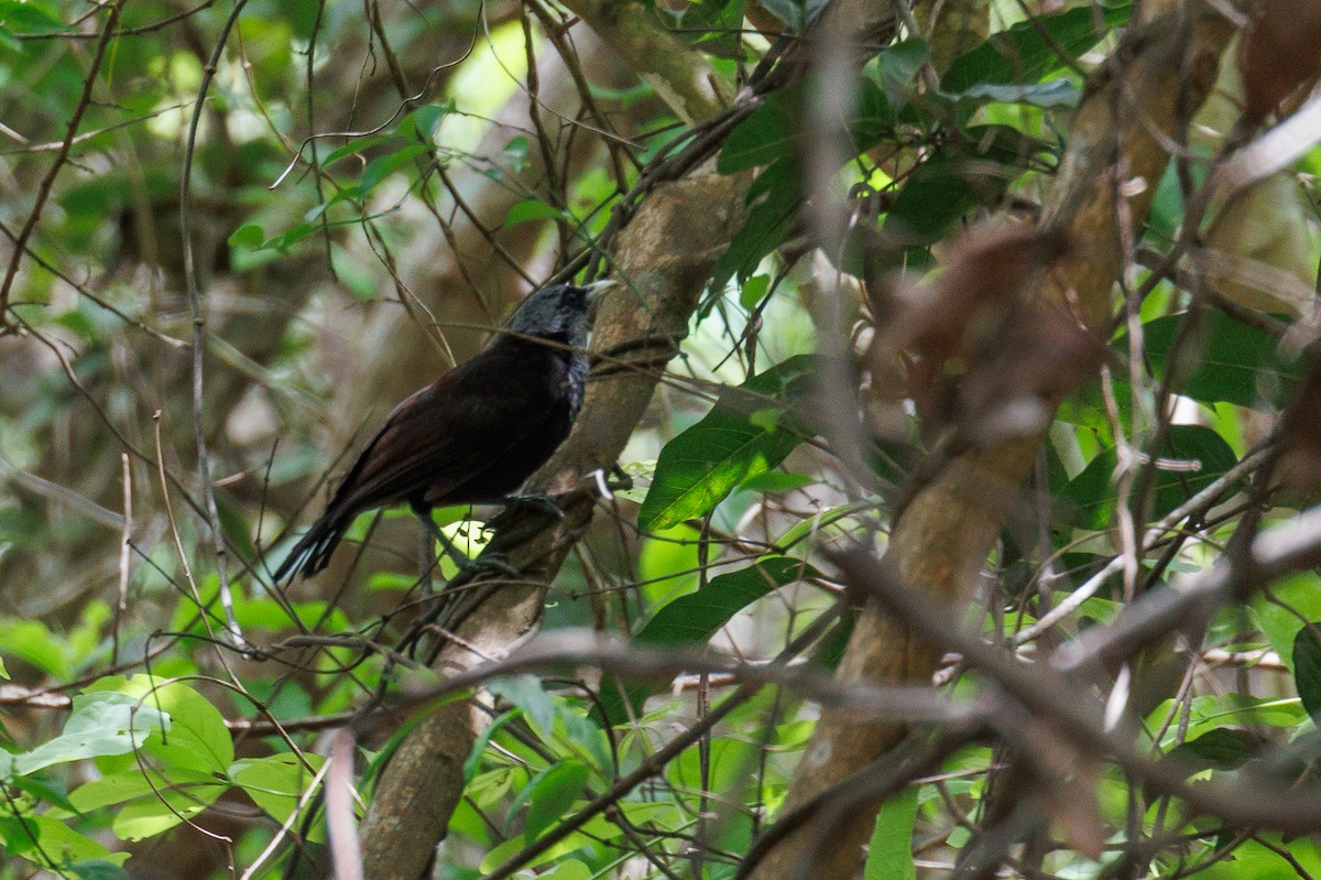 Capuchin Babbler - Antonio Xeira