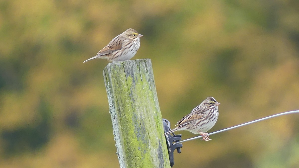 Savannah Sparrow - Leslie Sours