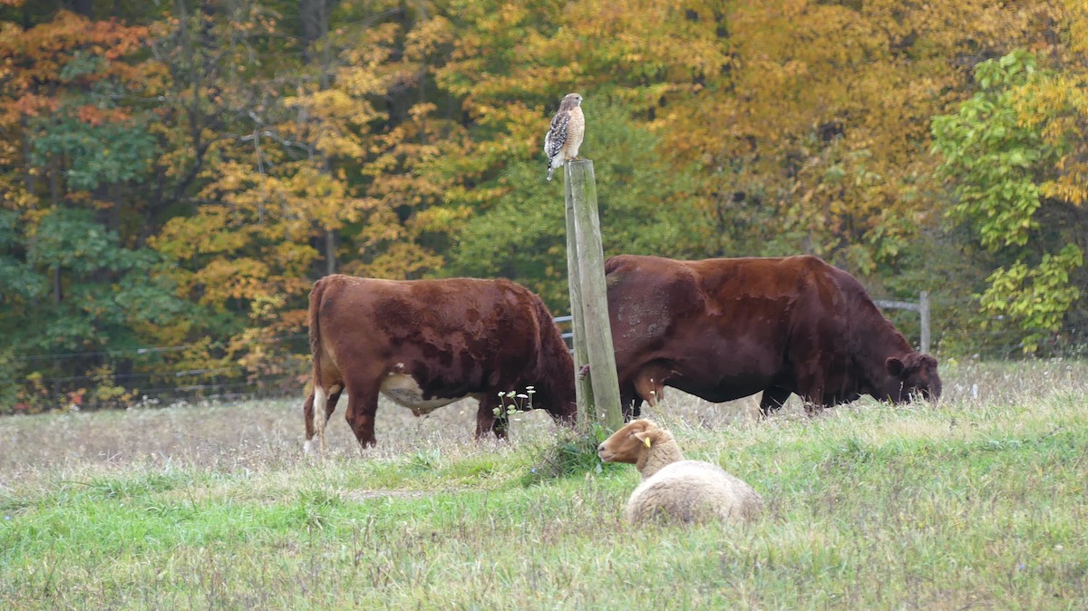 Red-shouldered Hawk - Leslie Sours