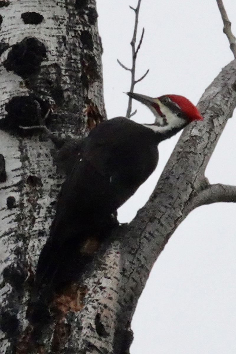 Pileated Woodpecker - Gilbert Bouchard