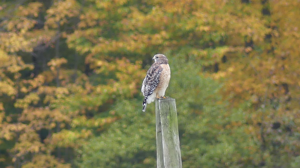 Red-shouldered Hawk - Leslie Sours