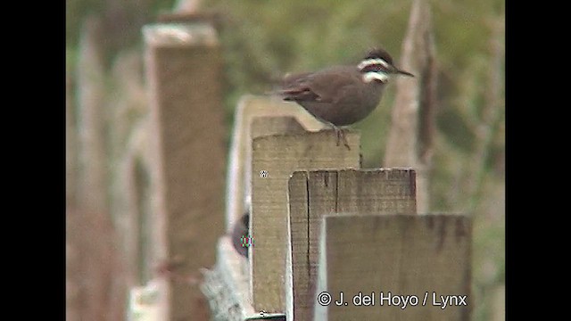 Remolinera Araucana - ML610136927