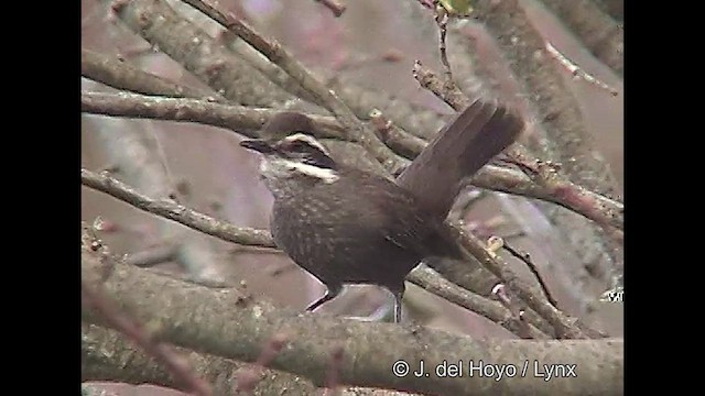 Dark-bellied Cinclodes - ML610136928