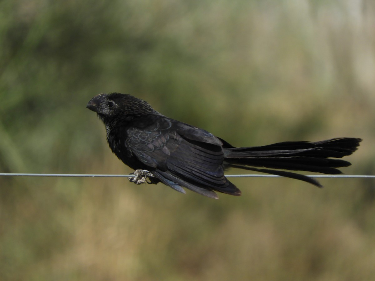 Smooth-billed Ani - Silvia Enggist