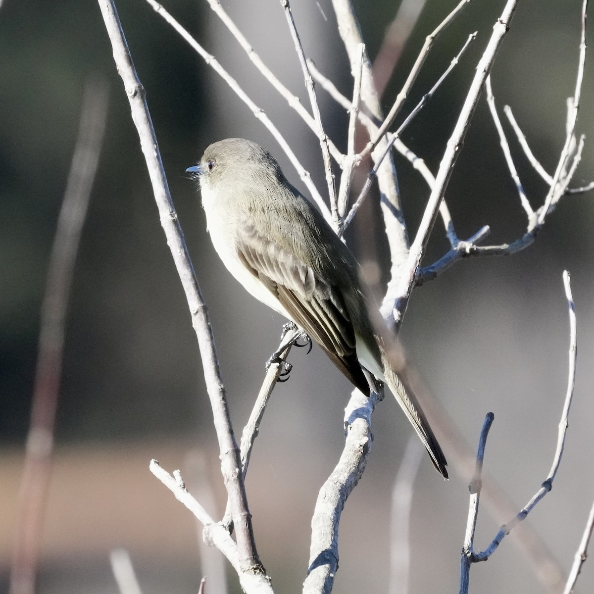 Eastern Phoebe - ML610137108