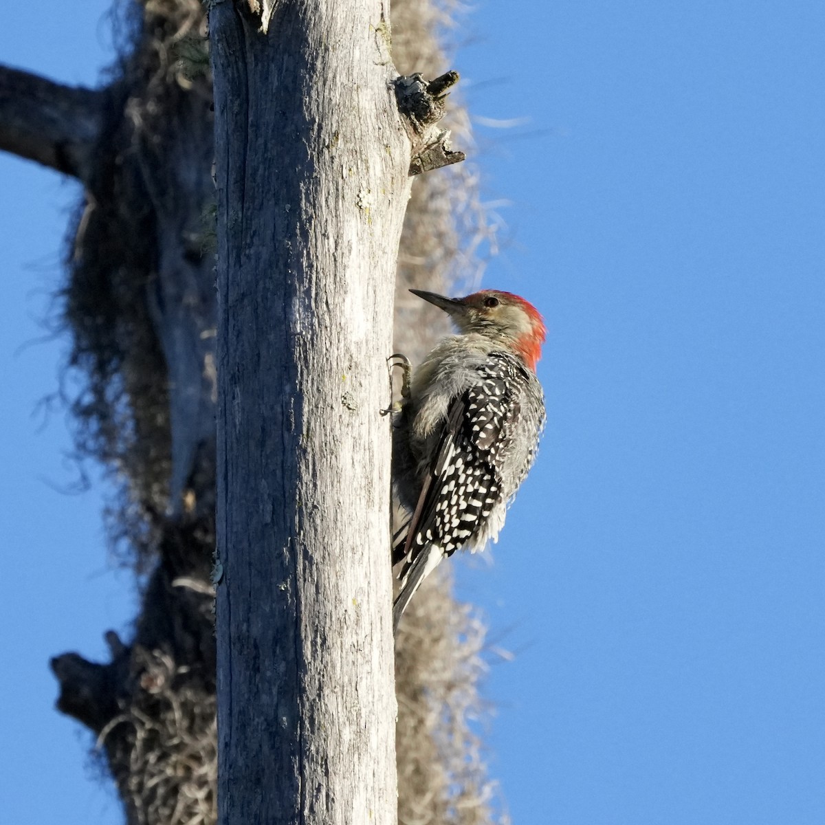 Red-bellied Woodpecker - ML610137111