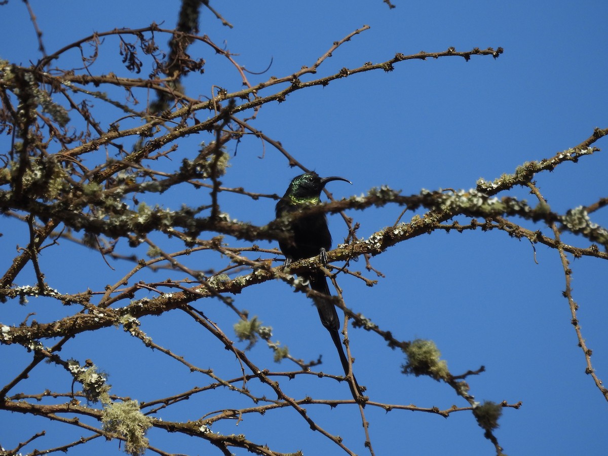 Bronzenektarvogel - ML610137117