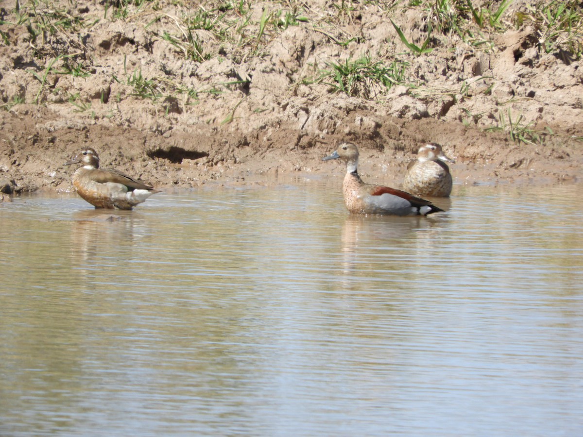 Ringed Teal - Silvia Enggist