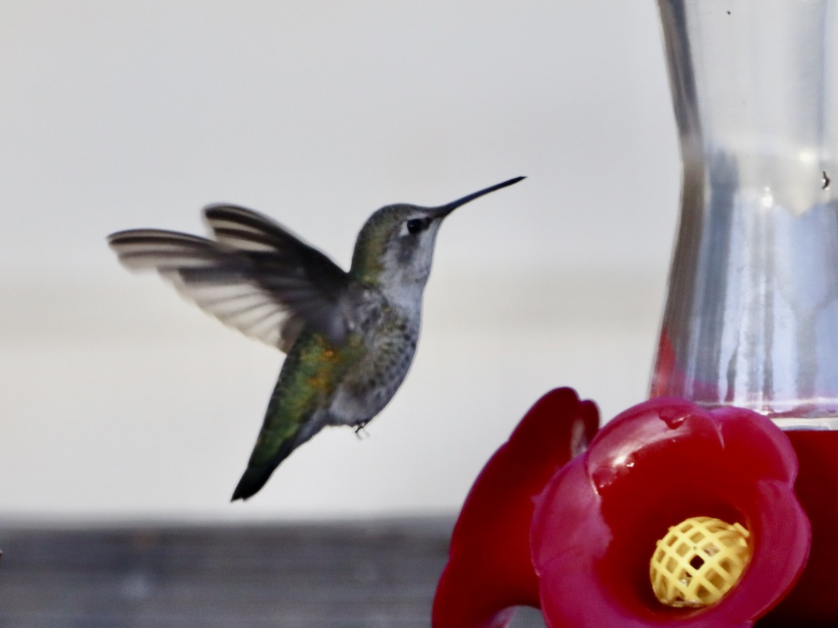 Colibrí de Anna - ML610137171