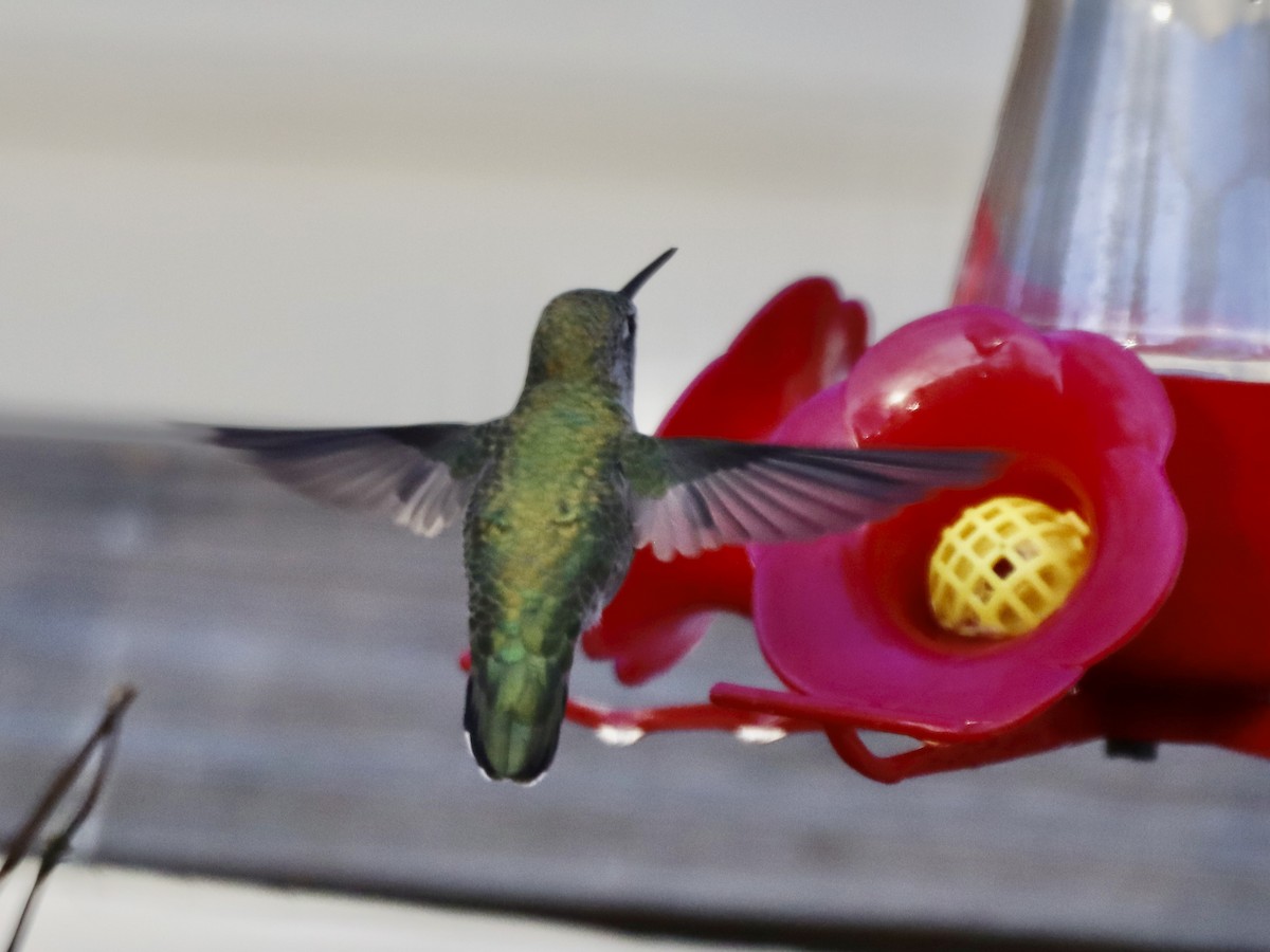 Anna's Hummingbird - ML610137172